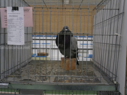 XIV Concurso Exposición de Palomas de Raza en Mula 2024